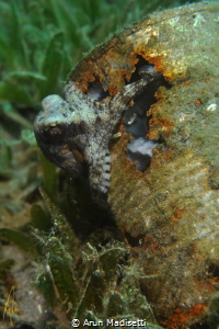 it's not much, but it's a home. Caribbean longarm Octopus by Arun Madisetti 
